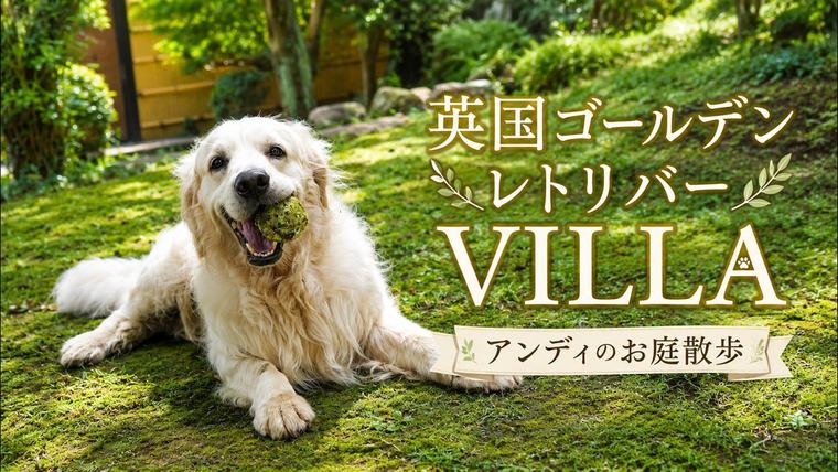 英国ゴールデンレトリバー VILLA。アンディのお庭散歩。の動画のサムネイル