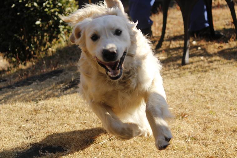 冬枯れの芝生を、耳をなびかせて跳ぶように走るクリーム色の成犬