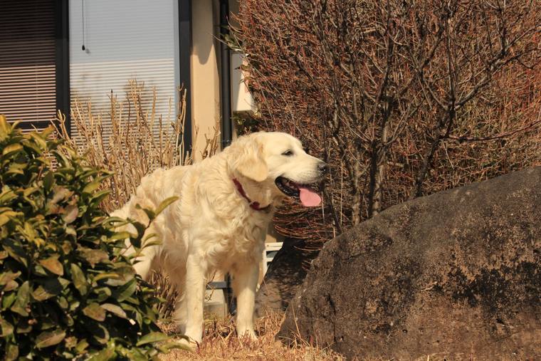 庭の低木のそばに立ち、舌を出しているクリーム色の成犬