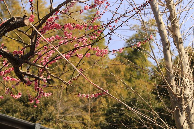 青空を背に、濃いピンク色の梅の花が咲いている枝