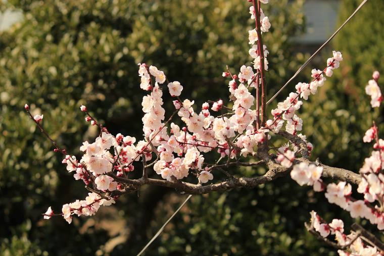 白い梅の花が咲いている枝