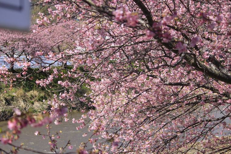 川沿いに濃いピンク色の花を咲かせている桜の枝