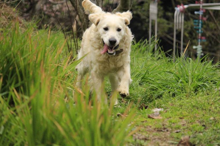 丈の高い草のあいだを、舌を出してこちらへ走ってくるクリーム色の成犬