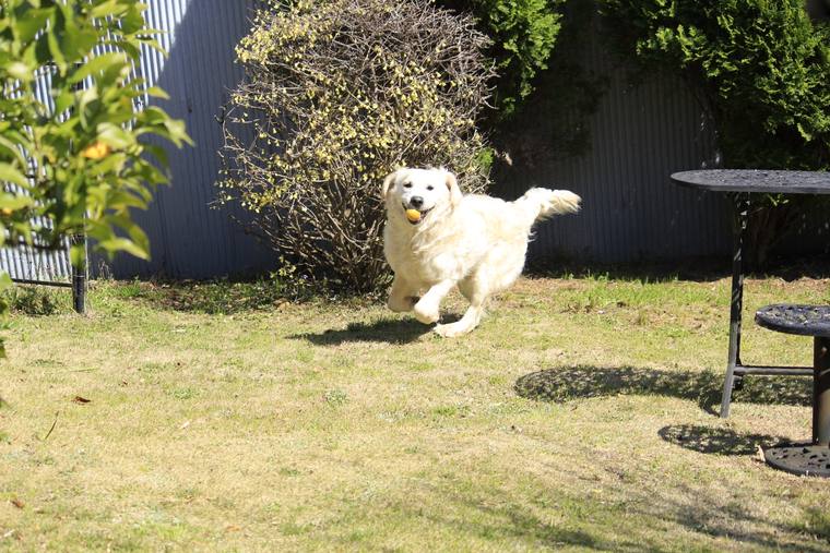 ガーデンテーブルのある芝生を、ボールをくわえて走るクリーム色の成犬