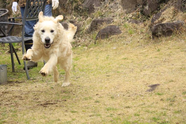 石垣とガーデンチェアのある庭を、耳をなびかせてこちらへ走ってくるクリーム色の成犬