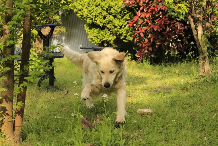 赤い葉の低木とベンチのある庭を、こちらへ走ってくるクリーム色の成犬
