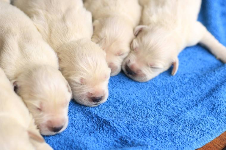 青いタオルの上で並んで眠る、生後まもない子犬たち