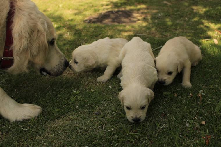 芝生の上で、赤い首輪をした成犬が、3頭のクリーム色の子犬と鼻を寄せ合っている
