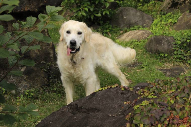 緑の草木と岩のあいだに立ち、舌を出しているクリーム色の成犬