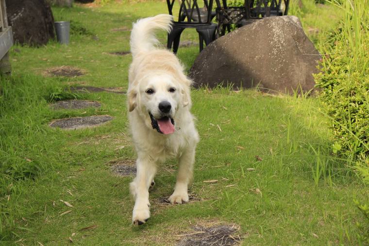 飛び石のある芝生を、舌を出してこちらへ歩いてくるクリーム色の成犬