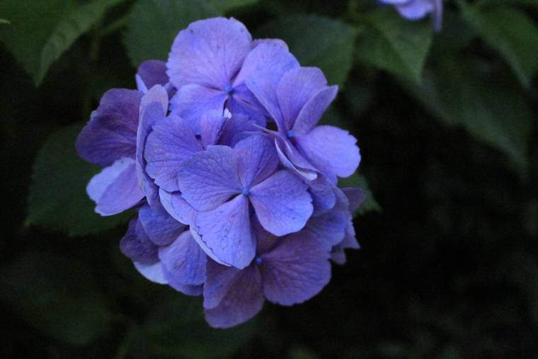 濃い紫色のあじさいの花のアップ