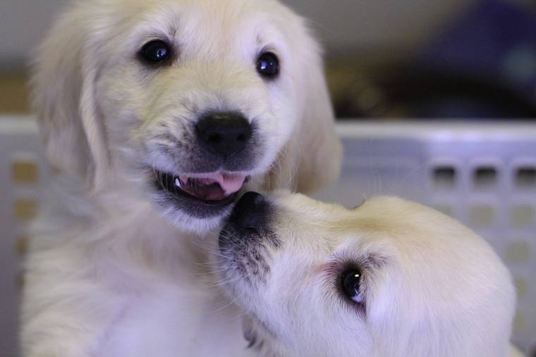 口を開けたクリーム色の子犬に、もう1頭の子犬が顔を寄せている顔のアップ