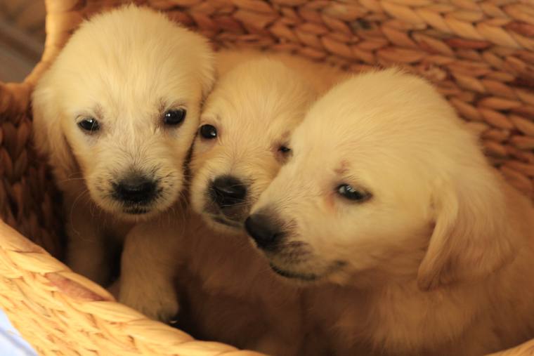 編み籠の中に身を寄せている、クリーム色の子犬3頭