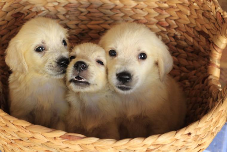 編み籠の中から並んで顔を出している、クリーム色の子犬3頭