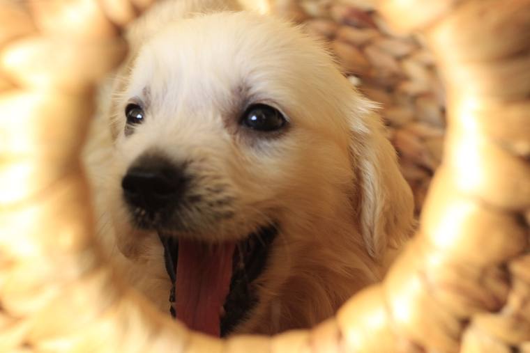 編み籠の中から顔を出し、舌を出しているクリーム色の子犬の顔のアップ
