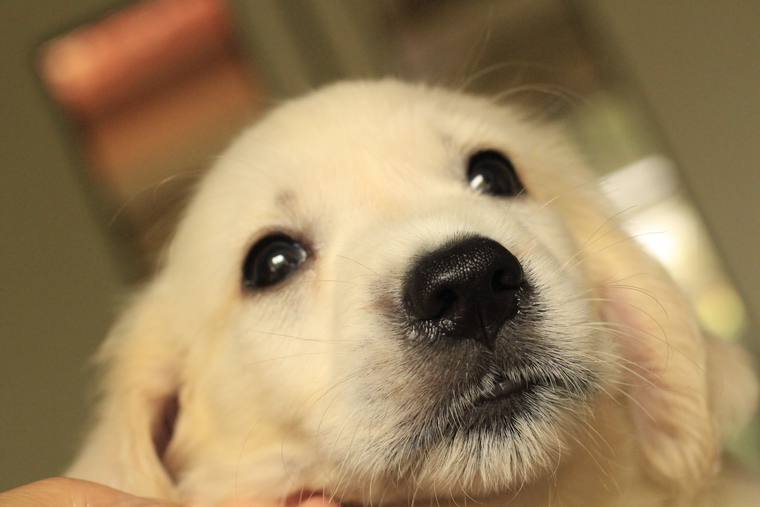 人の手に抱かれ、鼻先をカメラに近づけているクリーム色の子犬の顔のアップ