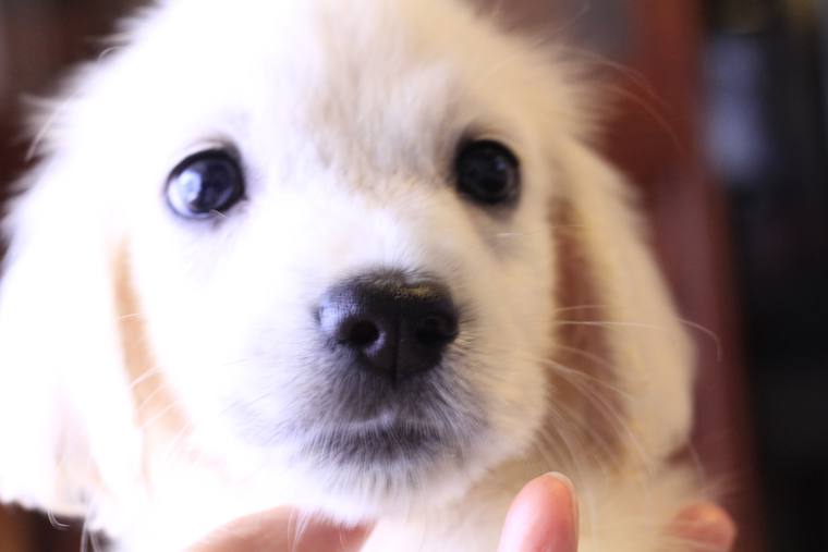 人の手にあごをのせた、生後まもないクリーム色の子犬の顔のアップ