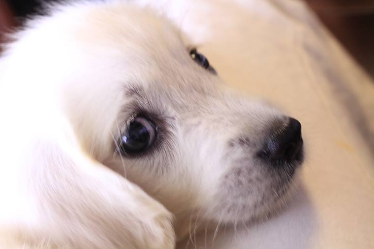 床に横たわり、こちらへ顔を向けているクリーム色の子犬の顔のアップ