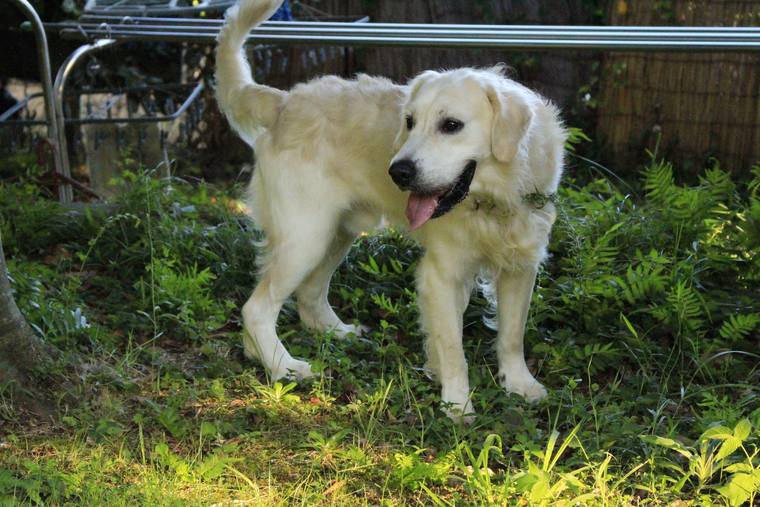 草の茂る庭に立って舌を出している、クリーム色の成犬の全身