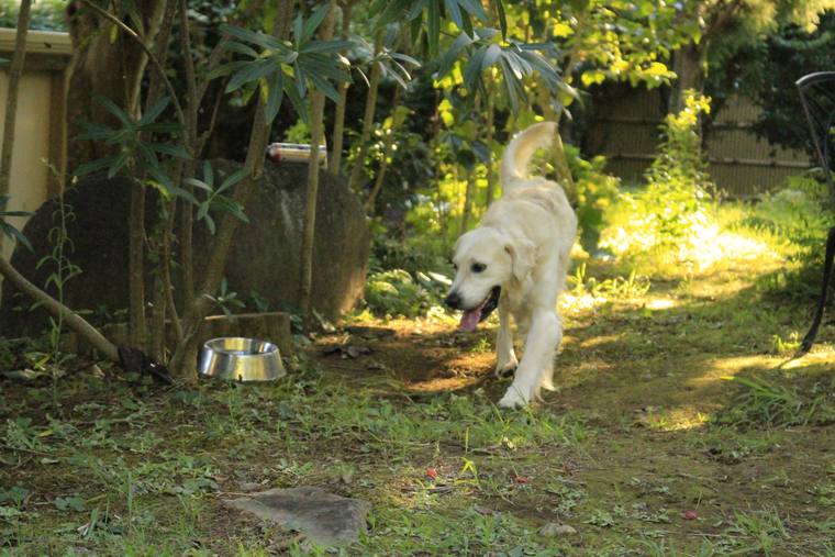 木漏れ日の庭で、水のボウルのそばを歩くクリーム色の成犬