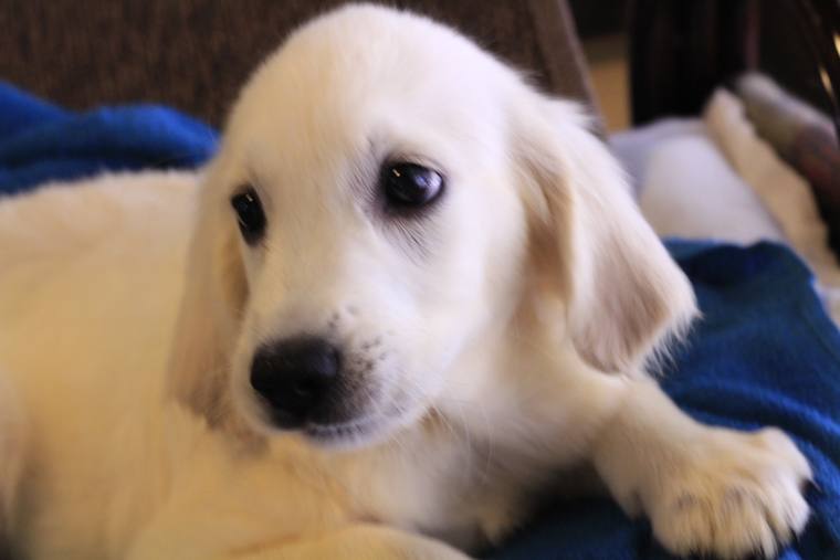 青い毛布の上に伏せ、こちらへ顔を向けているクリーム色の子犬