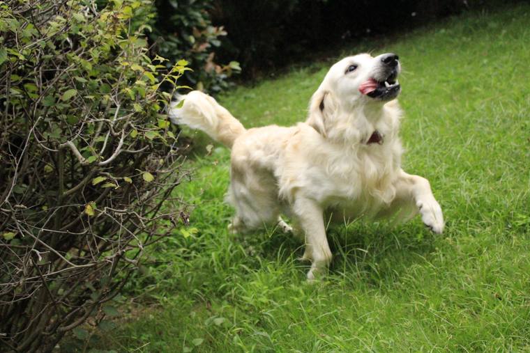 芝生で低木に向かって前足を上げ、跳ねているクリーム色の成犬