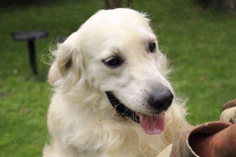 素焼きの鉢のそばで、舌を出しているクリーム色の成犬の顔のアップ