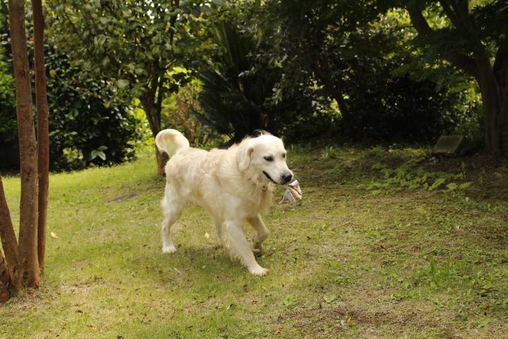 木立のある庭を、口に何かをくわえて歩くクリーム色の成犬
