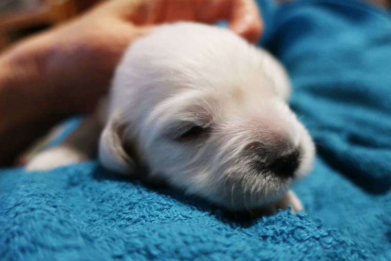 青いタオルの上で、人の手に支えられて目を閉じている生後まもない子犬