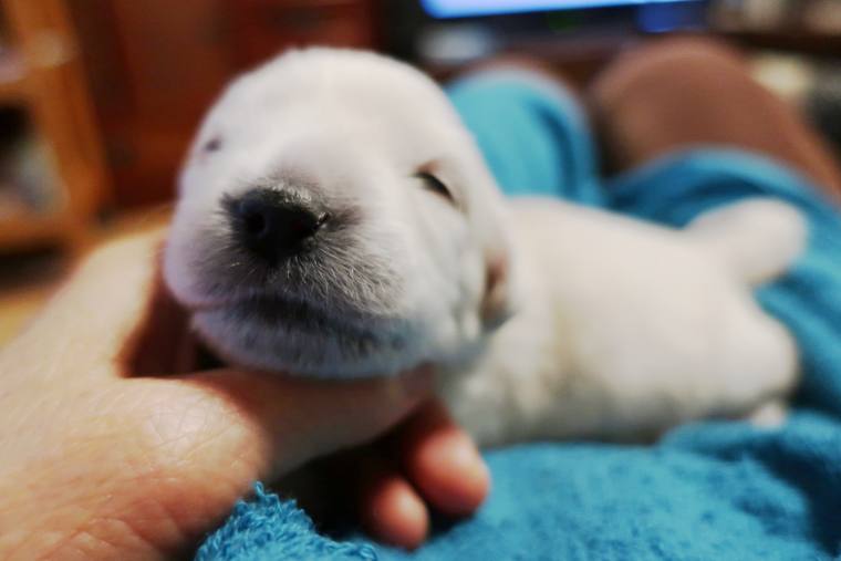 人の手のひらにあごをのせ、青いタオルの上で眠そうにしている生後まもない子犬
