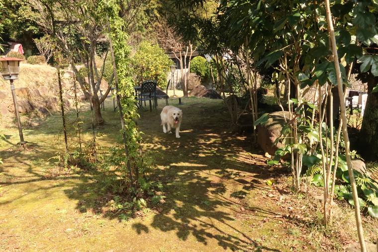 木立とガーデンチェアのある広い庭の奥から、こちらへ歩いてくるクリーム色の成犬