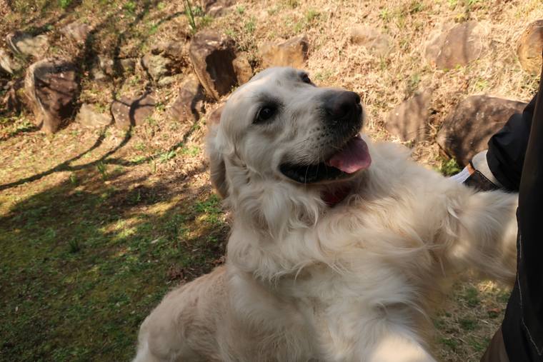 日の当たる斜面で人になでられ、舌を出して見上げているクリーム色の成犬