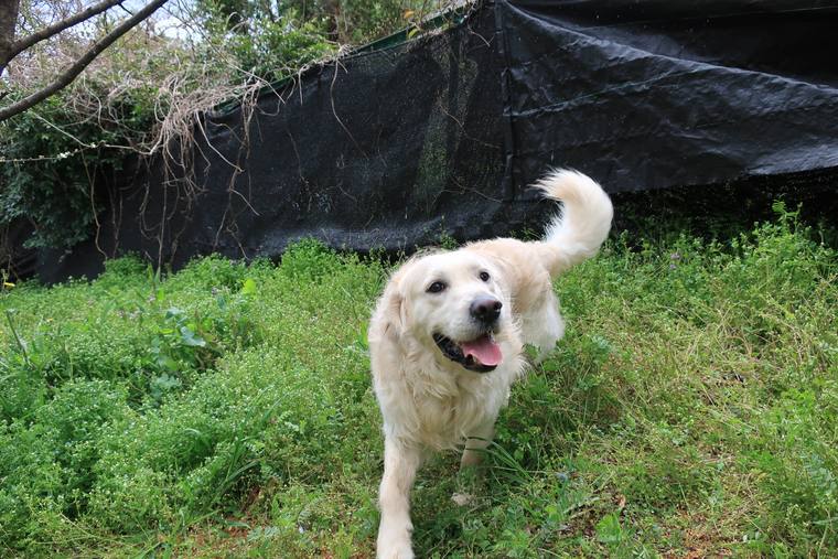 草の茂る斜面を、舌を出してこちらへ歩いてくるクリーム色の成犬