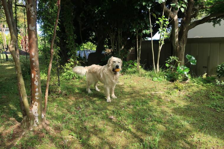 木立のある庭に立ち、口にオレンジ色のボールをくわえているクリーム色の成犬