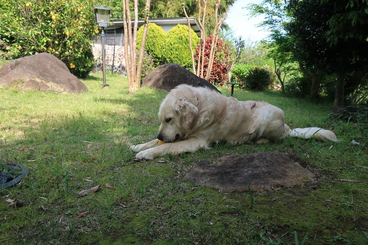 庭の芝生に伏せ、前足のあいだの物に口を寄せているクリーム色の成犬