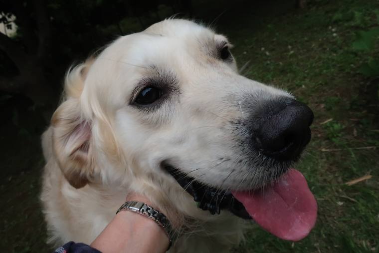 人に首もとを支えられ、舌を出しているクリーム色の成犬の顔のアップ
