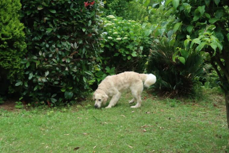 あじさいの茂みの前の芝生で、地面に鼻を寄せているクリーム色の成犬