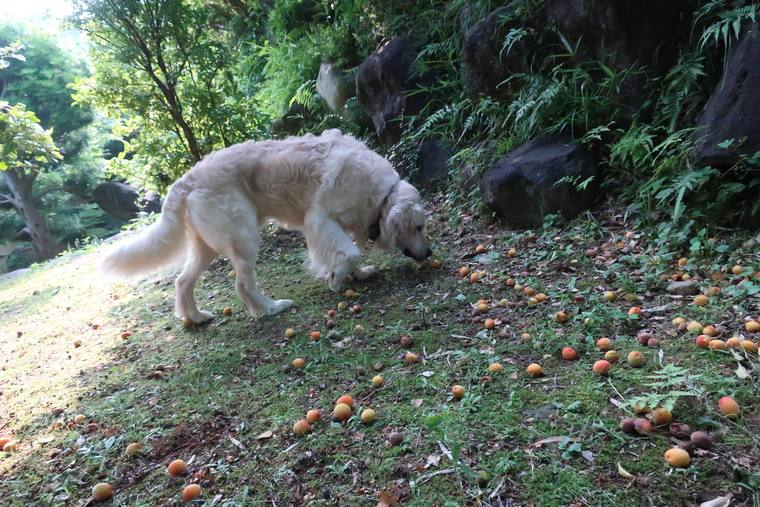 オレンジ色の実がたくさん落ちた斜面で、地面に鼻を寄せているクリーム色の成犬