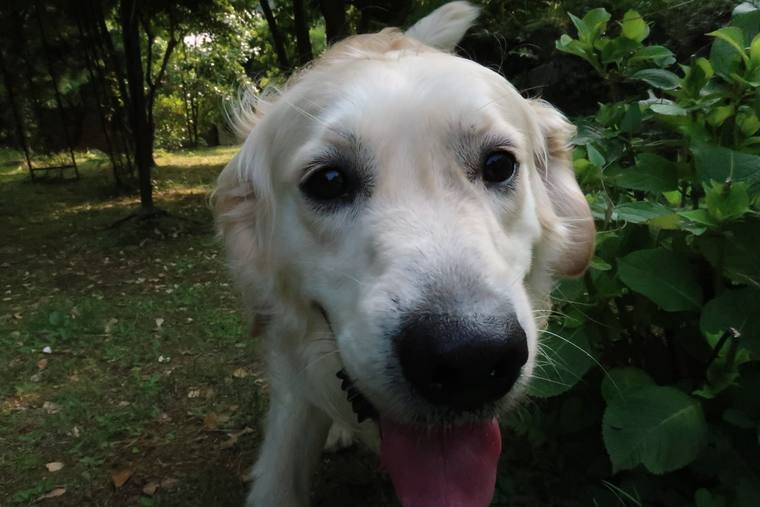 緑の葉を背に、舌を出してこちらへ顔を近づけているクリーム色の成犬