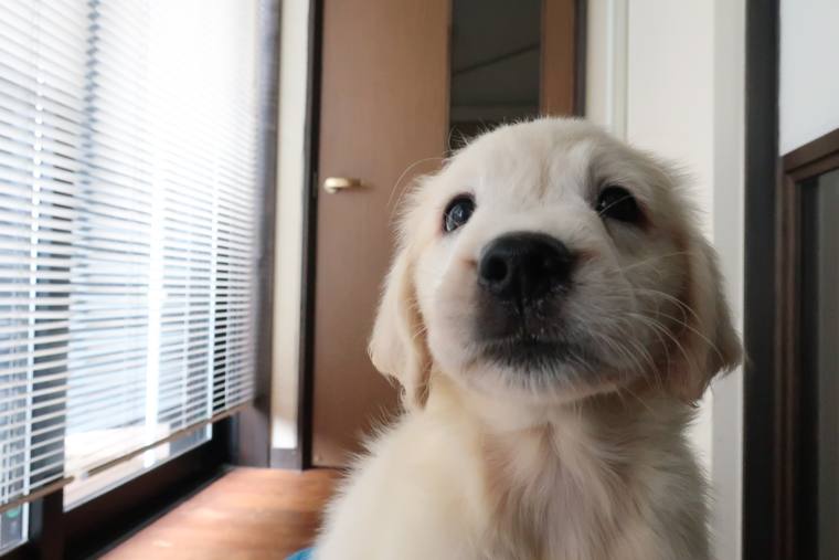 ブラインドのある窓辺で、こちらを見上げているクリーム色の子犬
