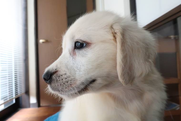 窓辺で外の方を向いている、クリーム色の子犬の横顔