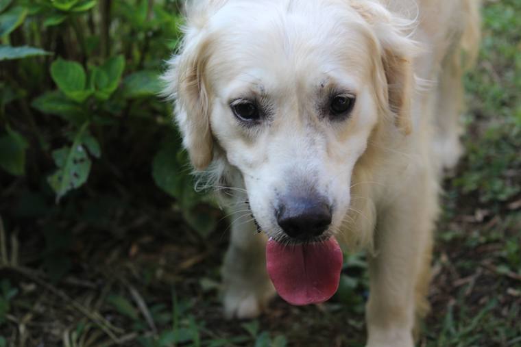 緑の葉を背に、舌を長く出してこちらを見ているクリーム色の成犬の顔のアップ