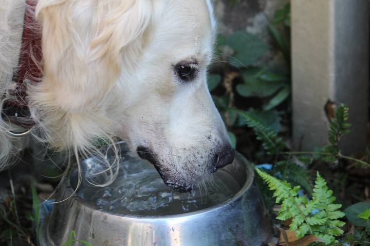 ステンレスのボウルに口をつけて水を飲む、クリーム色の成犬の横顔