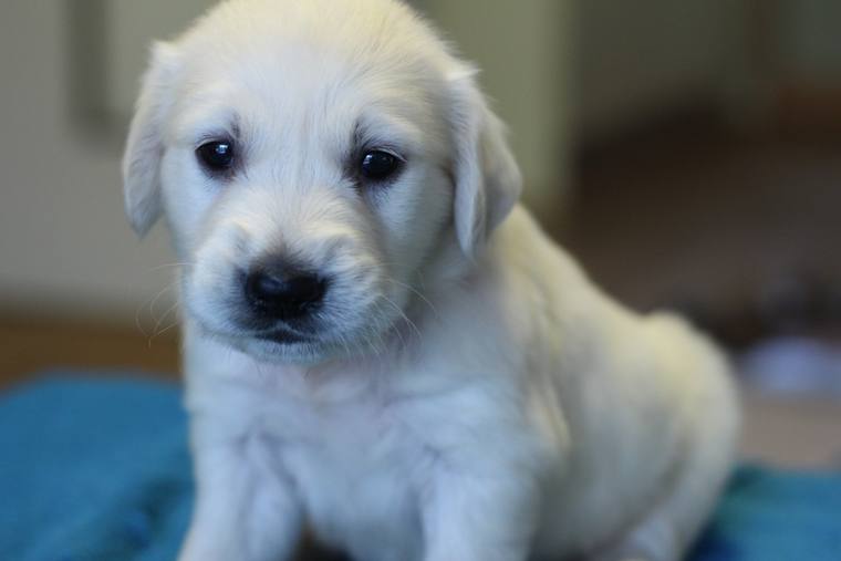 正面を向いて伏せ、こちらを見ているクリーム色の子犬の顔のアップ