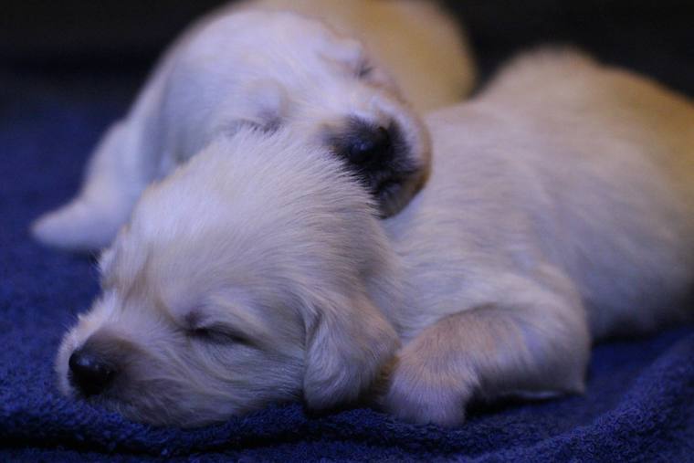 紺色のタオルの上で、重なるようにして眠る生後まもない子犬2頭