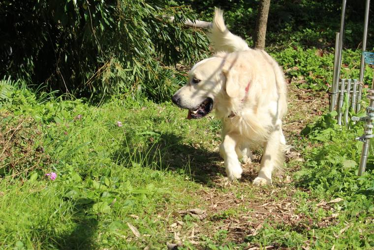 草の茂る庭を、口に何かをくわえて歩くクリーム色の成犬