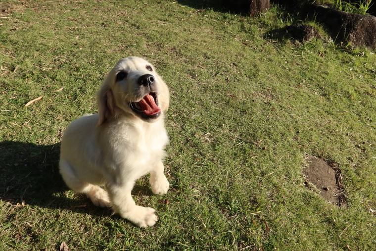 日の当たる芝生の斜面に座り、舌を出しているクリーム色の子犬