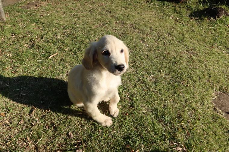 日の当たる芝生におすわりして、こちらを見上げているクリーム色の子犬