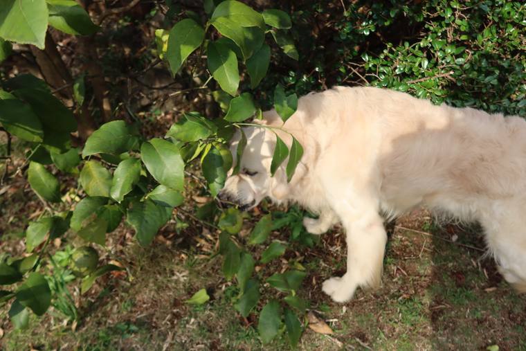 庭の低木の茂みに顔を入れているクリーム色の成犬
