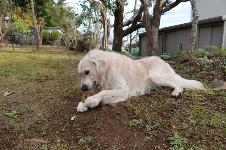 庭の地面に伏せて、何かをくわえているクリーム色の成犬